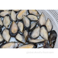 China Hot Sale Frozen Half Shell Green Mussel Supplier